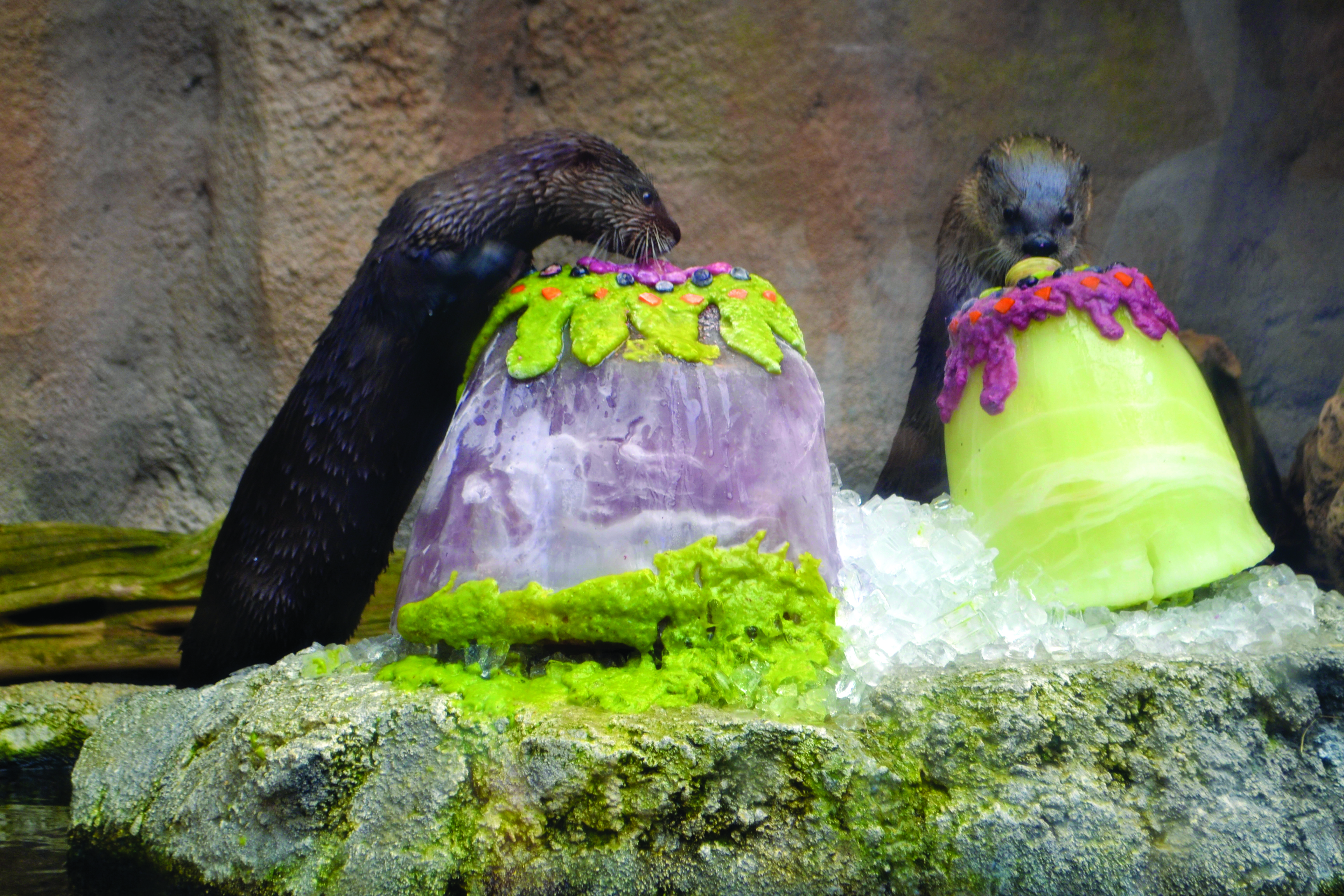 The Otter Banks at NC Aquarium 