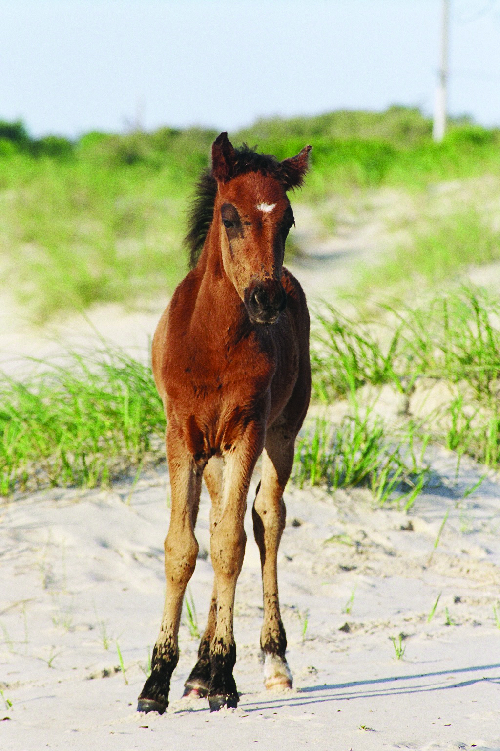 Corolla wild horse