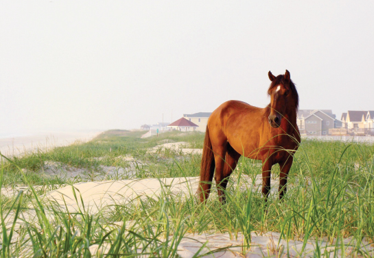 Horses in Corolla Outer Banks