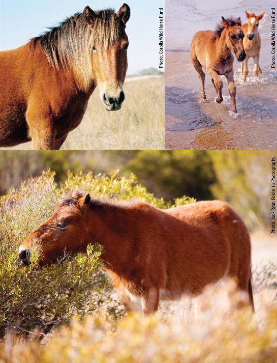 Horses in Corolla Outer Banks