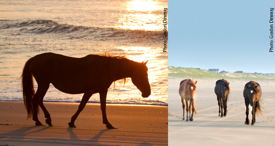 Horses in Corolla Outer Banks