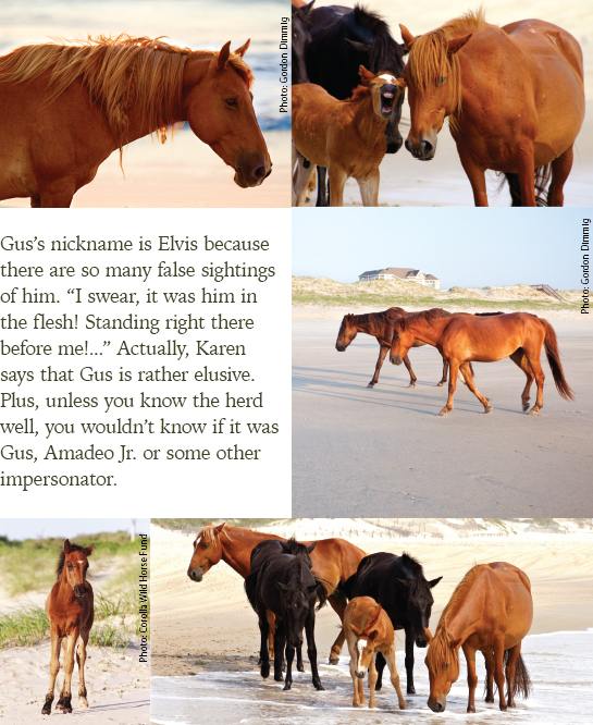 Horses in Corolla Outer Banks