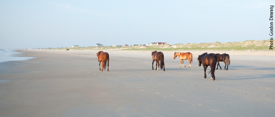Horses in Corolla Outer Banks