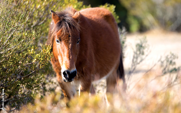 Wild Horses - Corolla