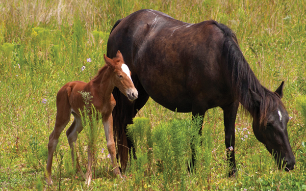 Wild Horses Corolla