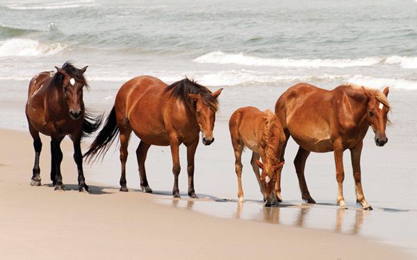 Wild Horses Corolla Beaches