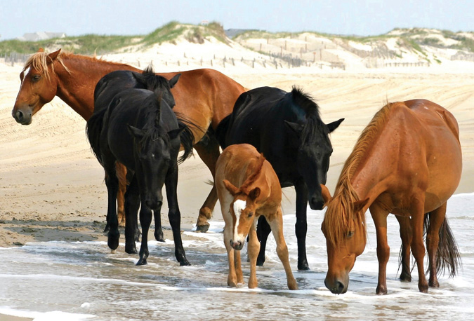 Wild horses on the beach in Corolla, NC
