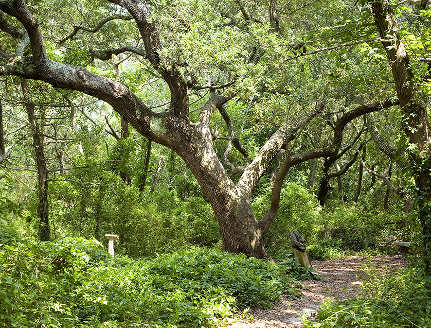 Hammock Hills Nature Trail in Ocracoke NC