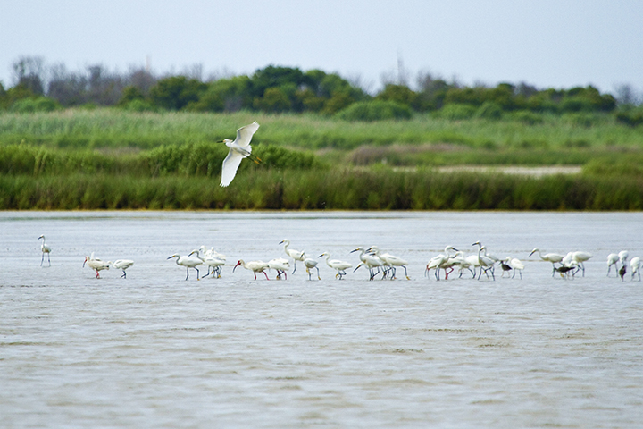 Pea Island National Wildlife Refuge