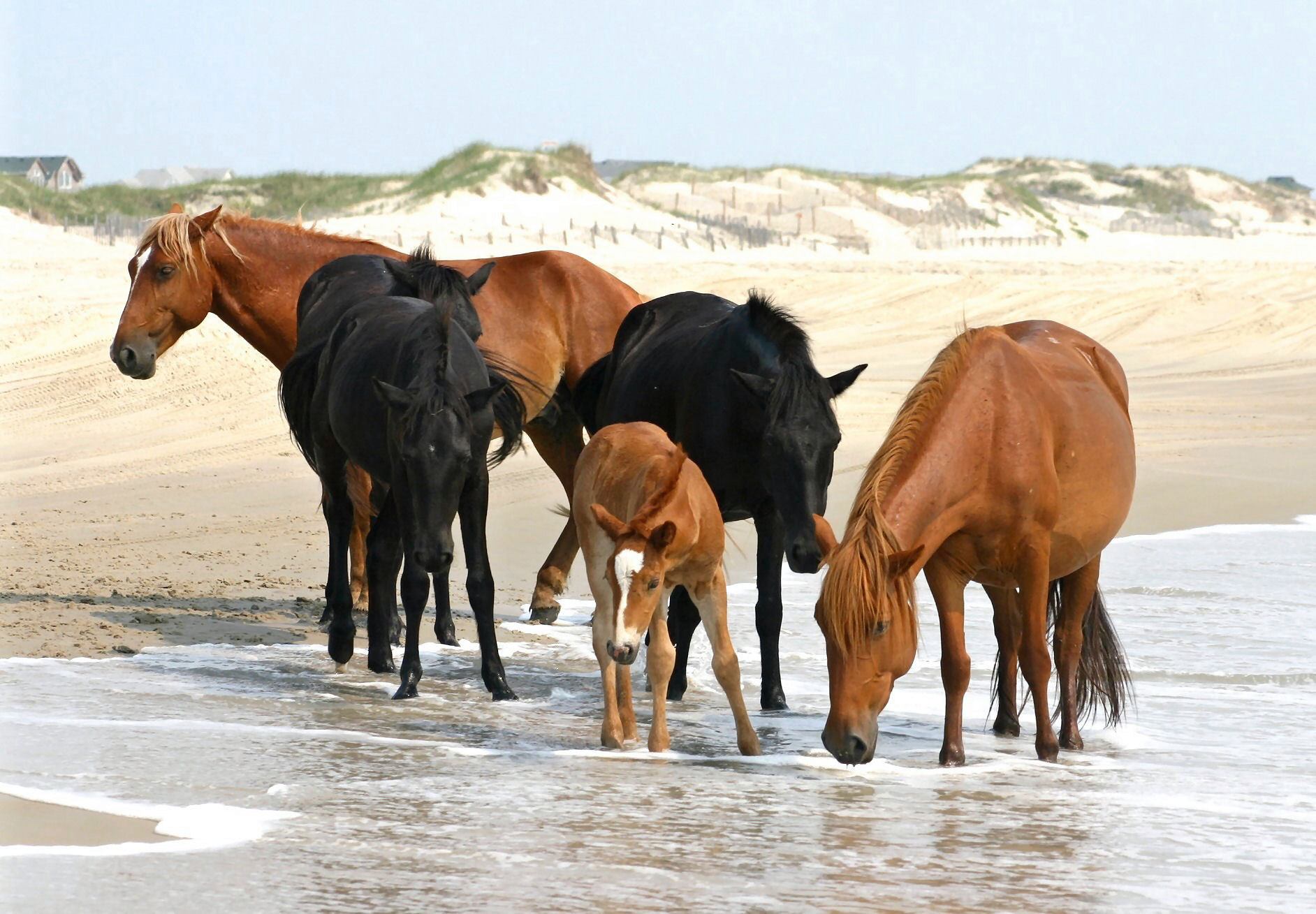 Corolla Wild Horses on the beach