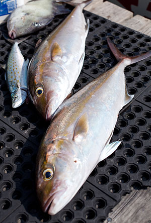 outer banks fish identification chart