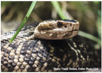 A snake uses the farm as a safe habitat.