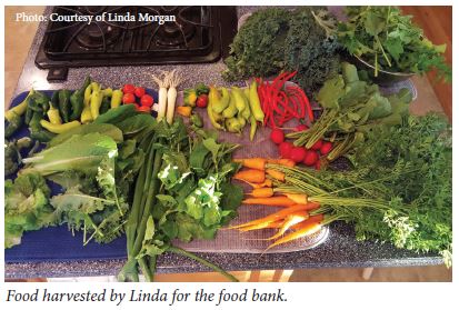Food harvested by Linda for the food bank.