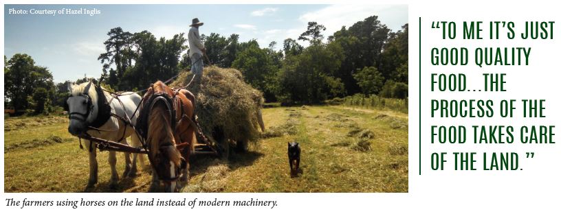 The farmers using horses on the land instead of modern machinery.