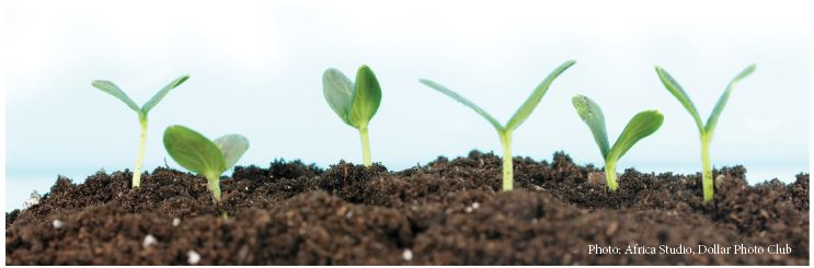 Seedlings at Somerset Farm