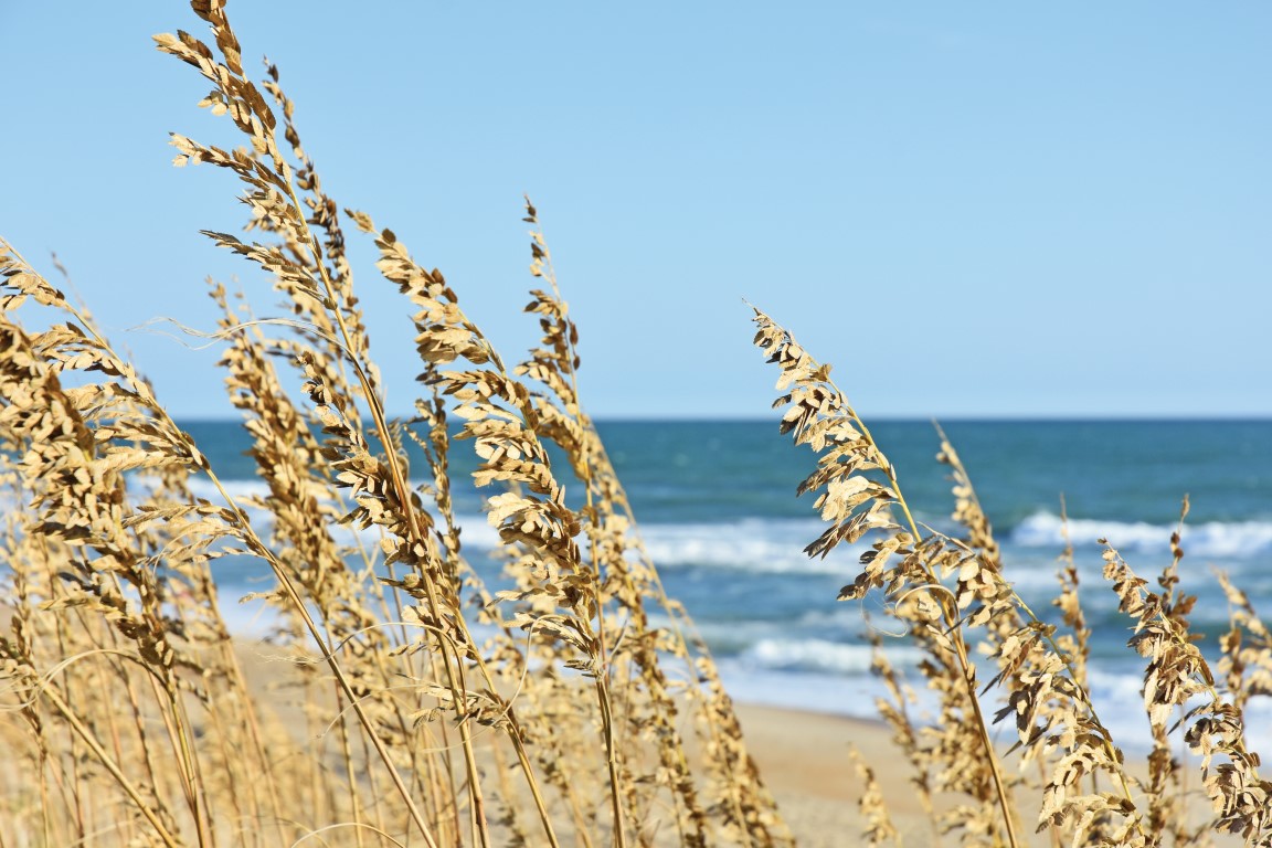 Outer Banks Sea Oats