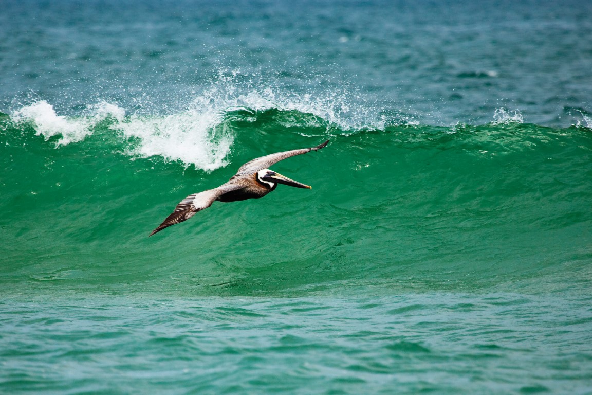 Pelican on the ocean