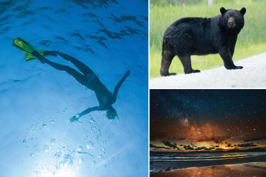 collage of snorkeling, bear and stars on the beach