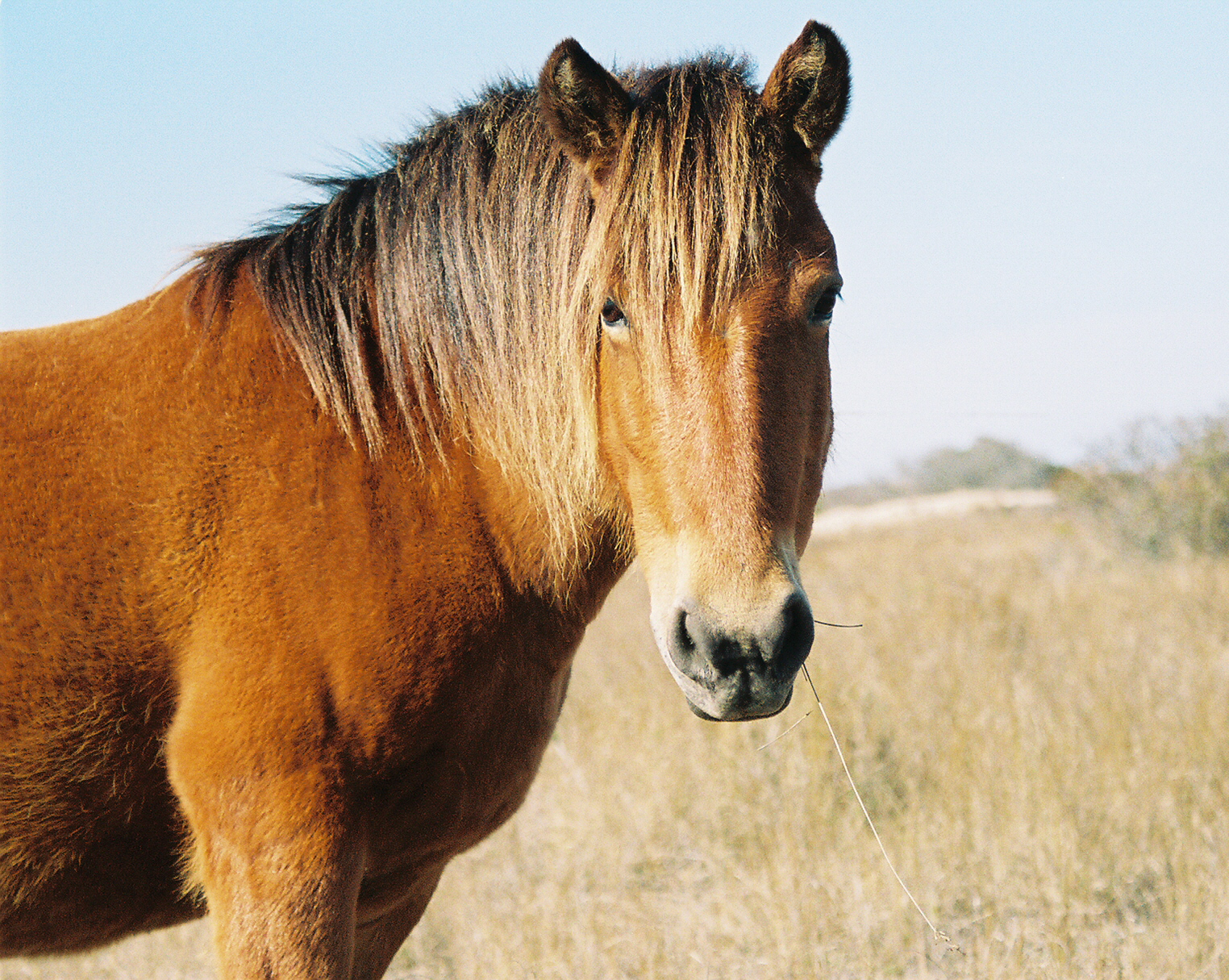 The Beautiful Corolla Wild Horses