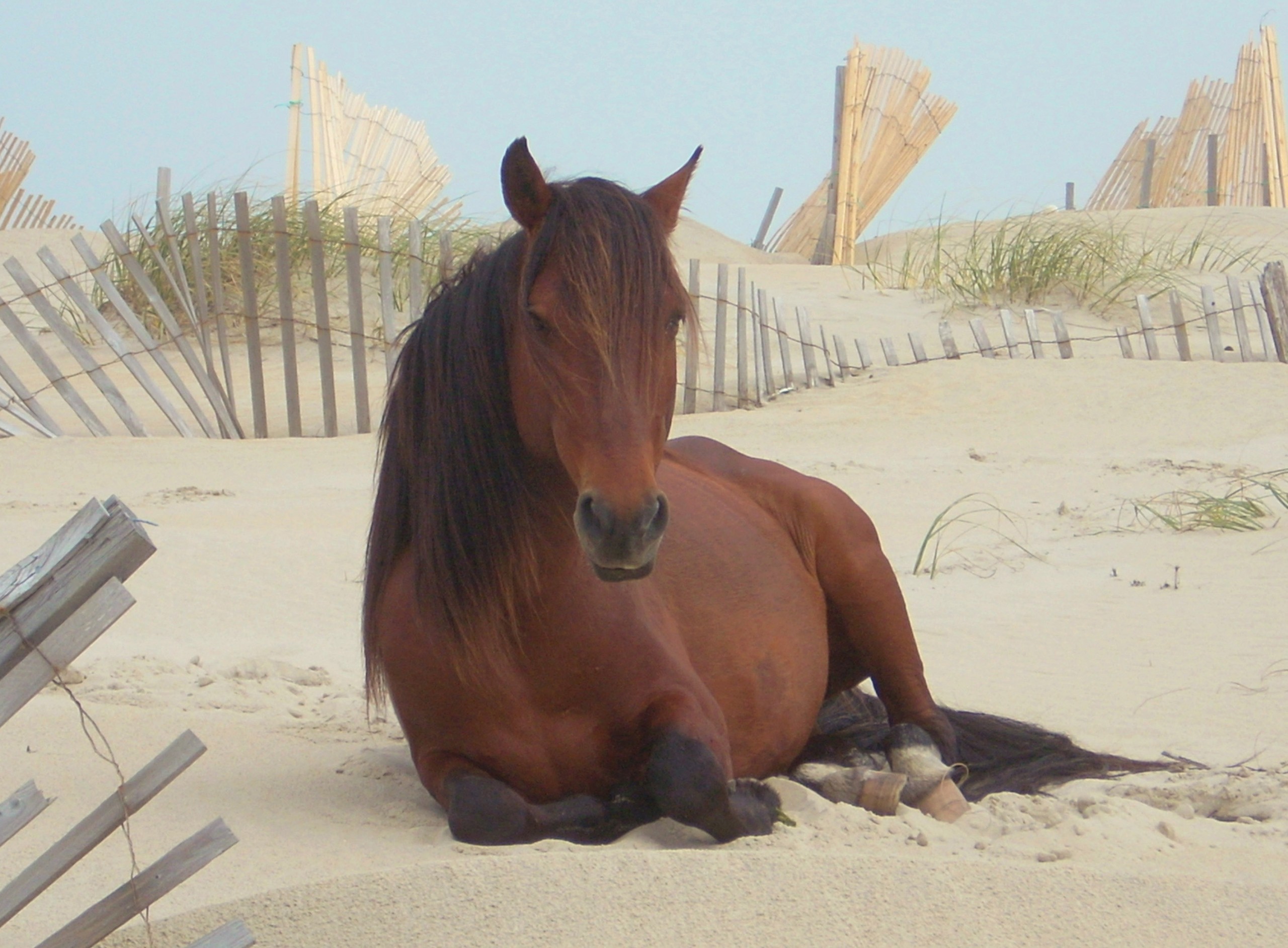 The Beautiful Corolla Wild Horses