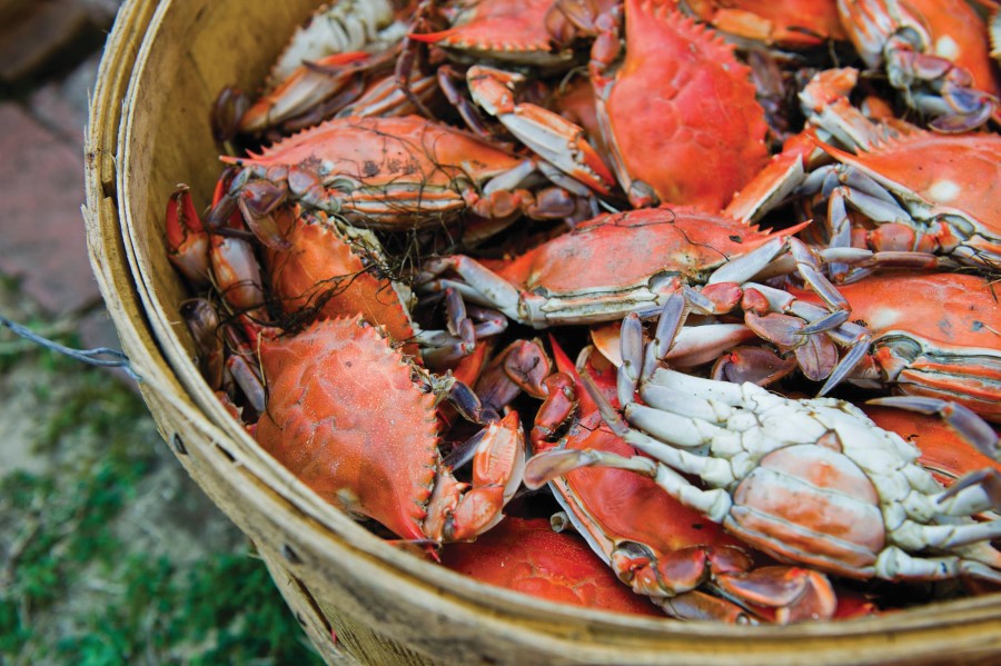 Cotton Gin Crab Daddy Festival