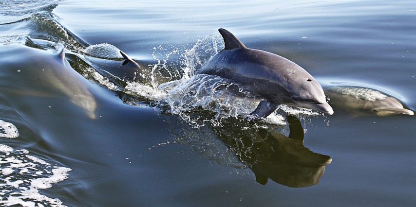 dolphins on Crystal Dawn Headboat