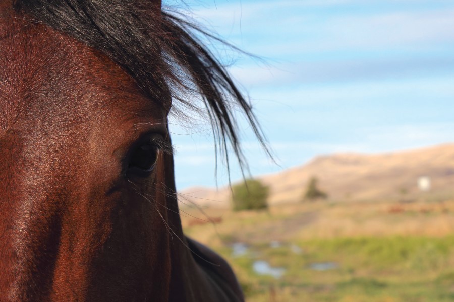 wild horse in Corolla