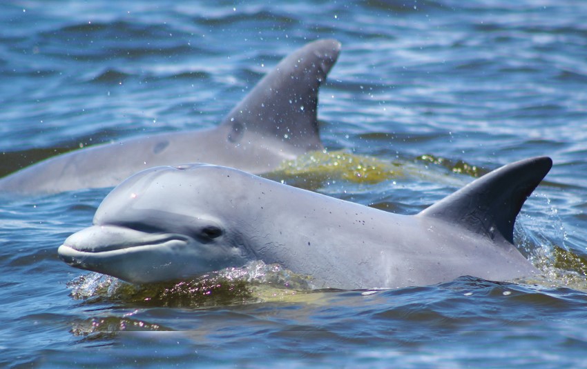 outer banks dolphins