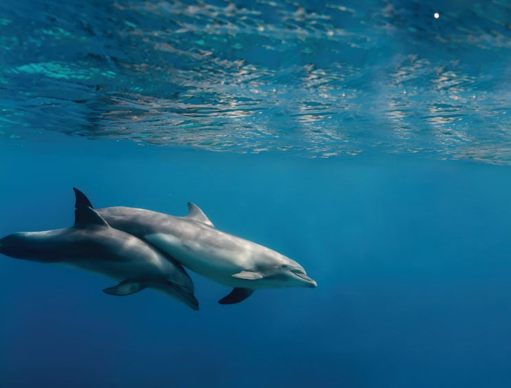 outer banks dolphins