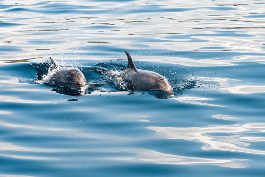 outer banks dolphins