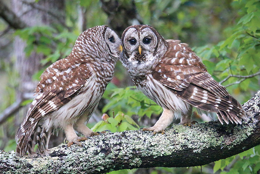 Barred Owl Pair Beverly Meekins Photography