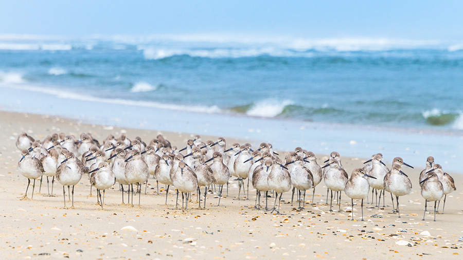 Whole Lotta Willets on the Beach Cyndi Goetcheus Sarfan Photographer