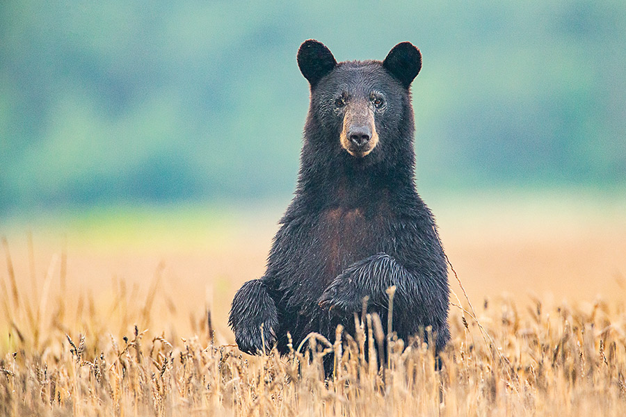 Bear Mark Buckler Photography