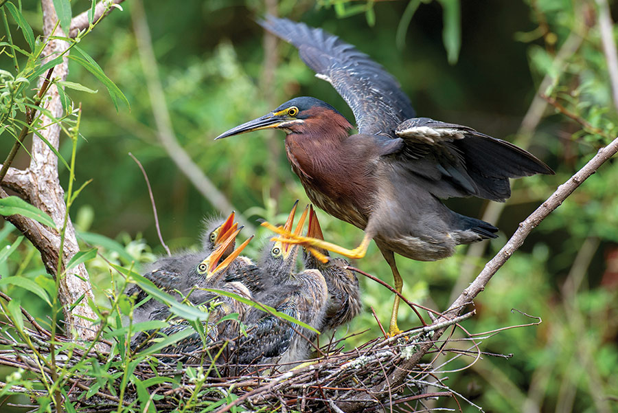 Green Herons Outer Banks - Michael Halminski Photography