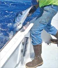 Outer Banks Fall Fishing