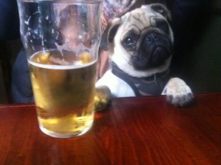Pints for Pups