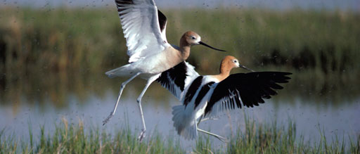 Pea Island Bird Walk