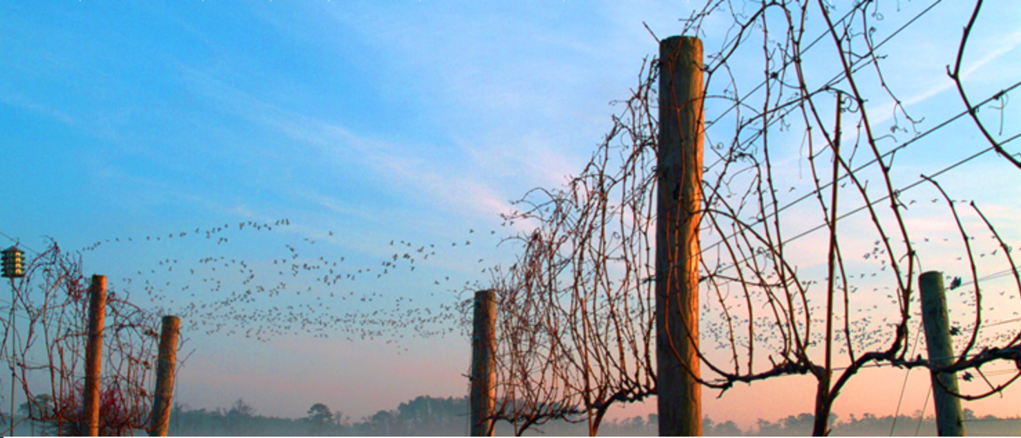 Winter Sunset Concert at Sanctuary Vineyards