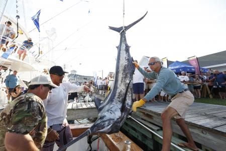 Annual Billfish Tournament