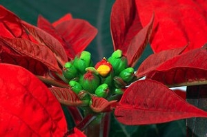 Poinsettia Week at the Gardens