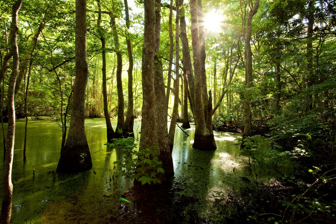 Nags Head Woods Nature Preserve