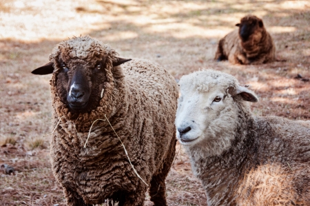 Sheep Shearing Day