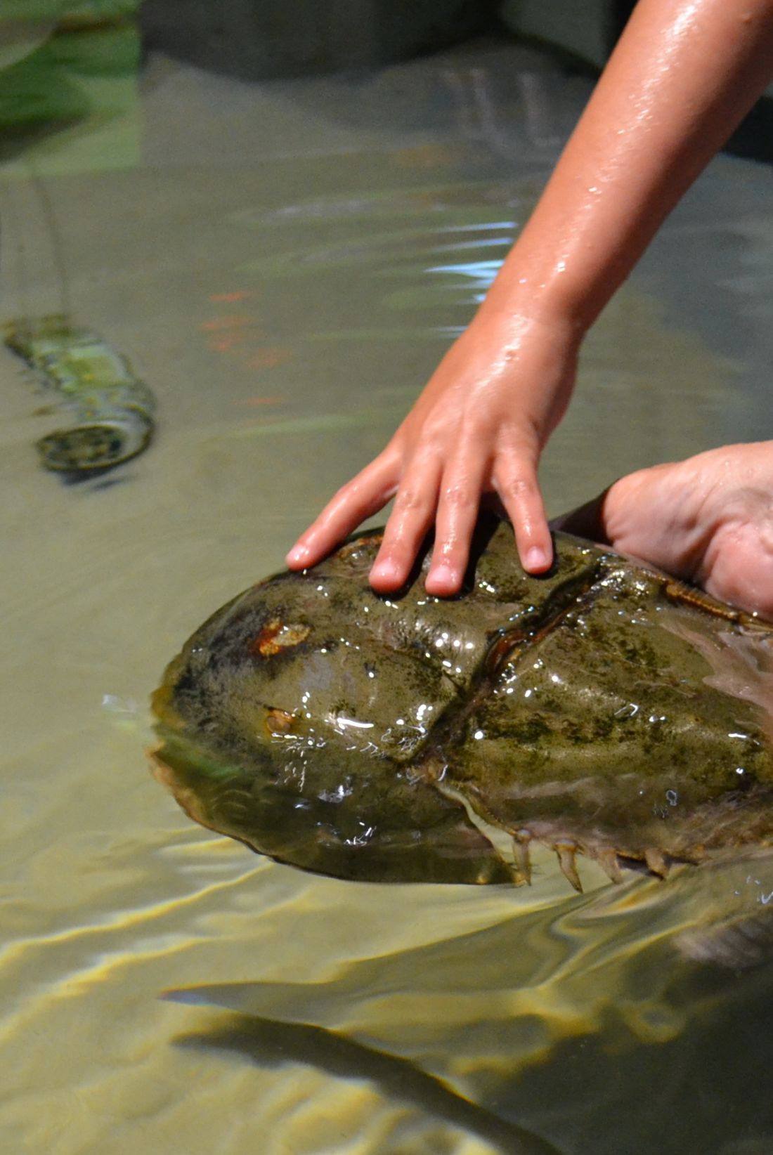 North Carolina Aquarium on Roanoke Island