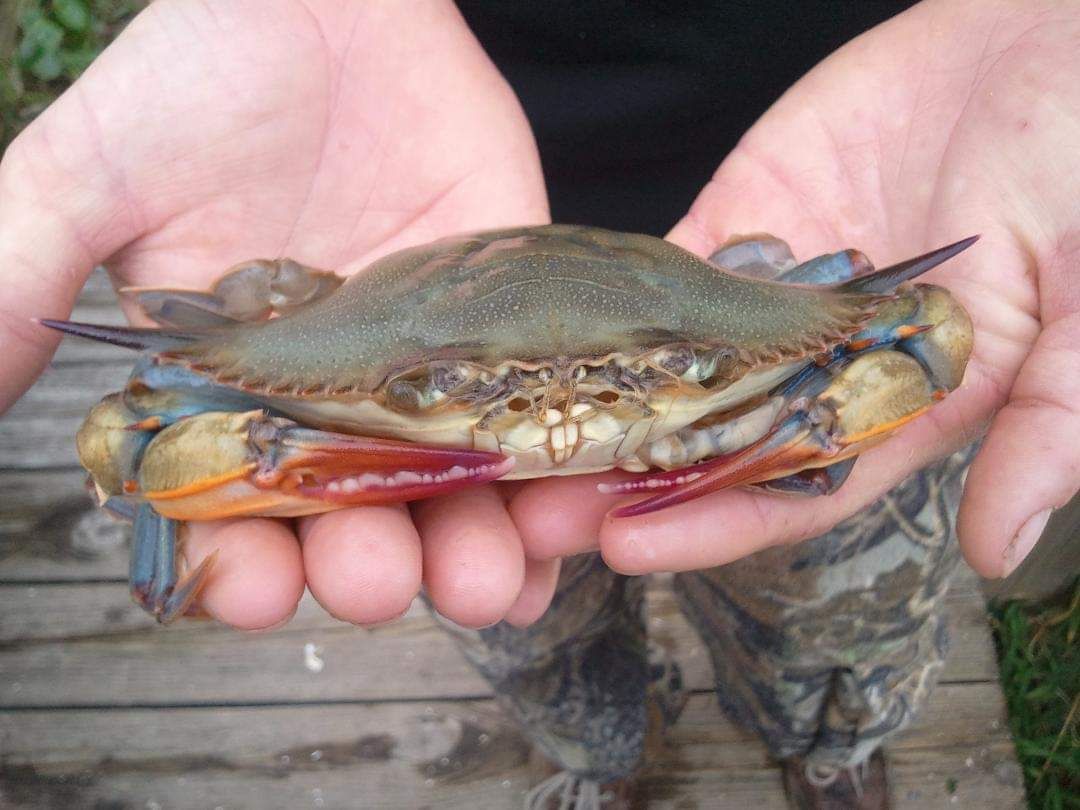 Crabbing, Shrimping and Clamming – Ship to Shore Marine