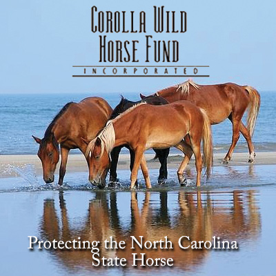 Corolla Wild Horse Fund | Outer Banks