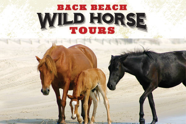 Back Beach Wild Horse Tours Corolla NC