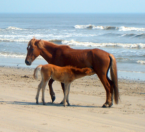 History Corolla Wild Horse Tours Outer Banks Nc