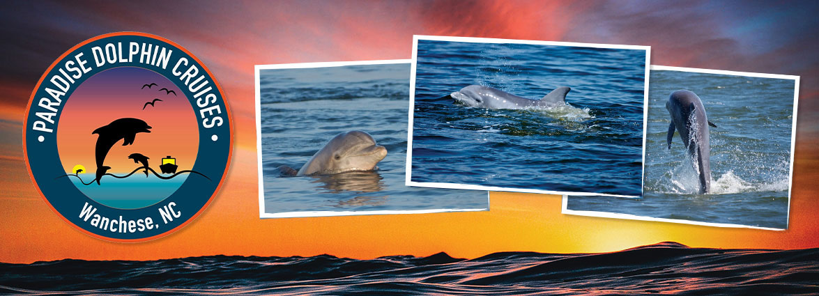 Paradise Dolphin Cruises
