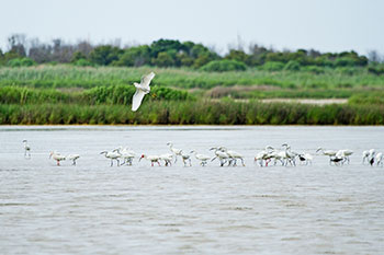 Outer Banks Birds in Marsh