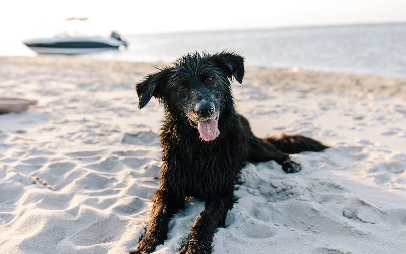 Pet Friendly Outer Banks stays